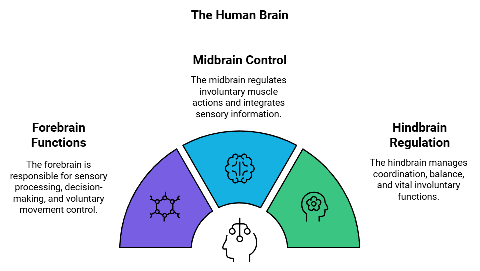 Overview: Control & Coordination | Science Class 10
