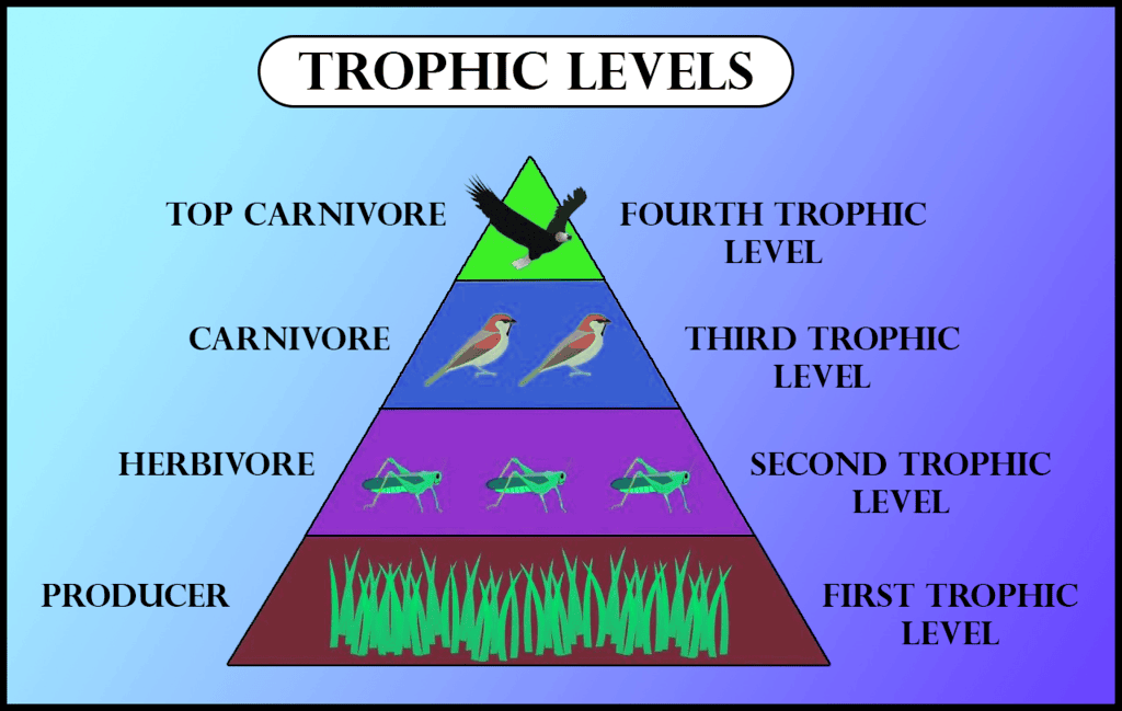 Unit Test (Solutions): Our Environment | Science Class 10
