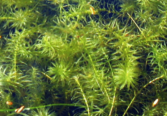 Hydrilla