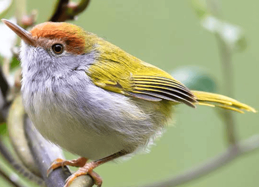 Tailorbird