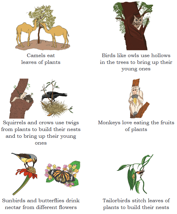 Plants and Animals Live Together Chapter Notes | EVS Class 3: The World around us (Our Wondrous World)