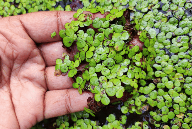 Duckweed
