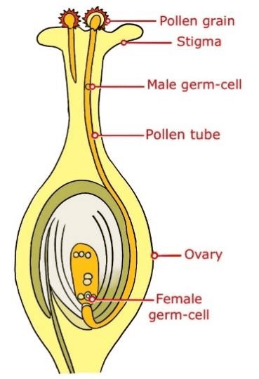 Olympiad Notes: How do Organisms Reproduce? | Science Class 10