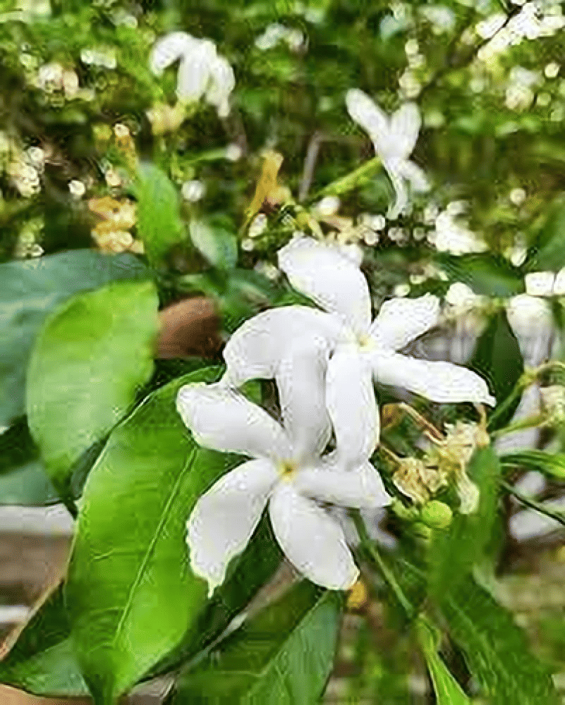 Jasmine
