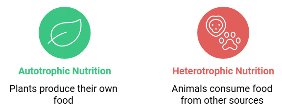 Nutrition in Plants Summary Class 7 NCERT Summary Chapter 1