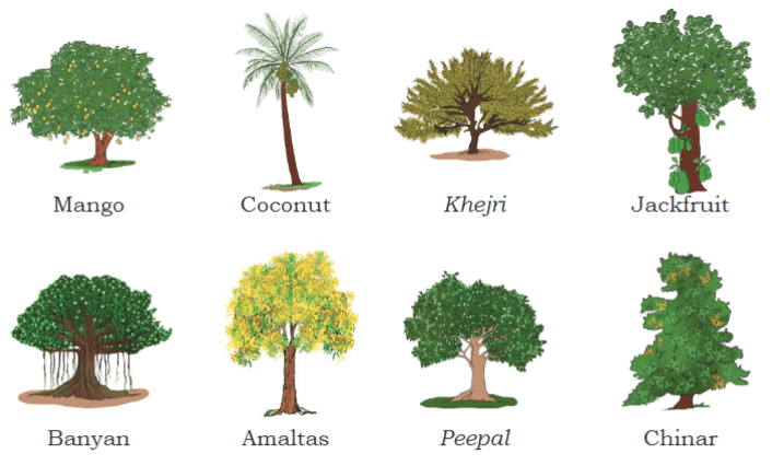 Getting to Know Plants Chapter Notes | EVS Class 3: The World around us (Our Wondrous World)