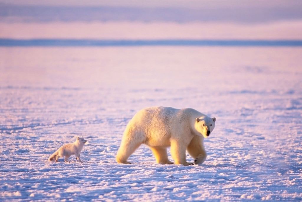 Polar Bear and Arctic Fox