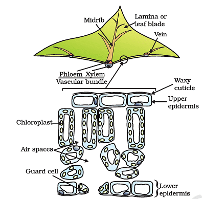Life Processes- 1 Chapter Notes | Science Class 10