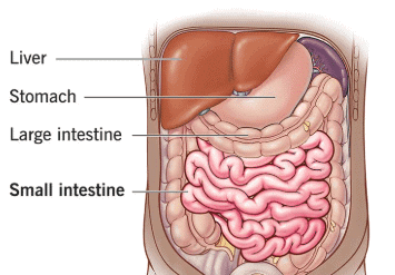 Class 4 Science - Digestive System - CBSE Worksheets Solutions - 1
