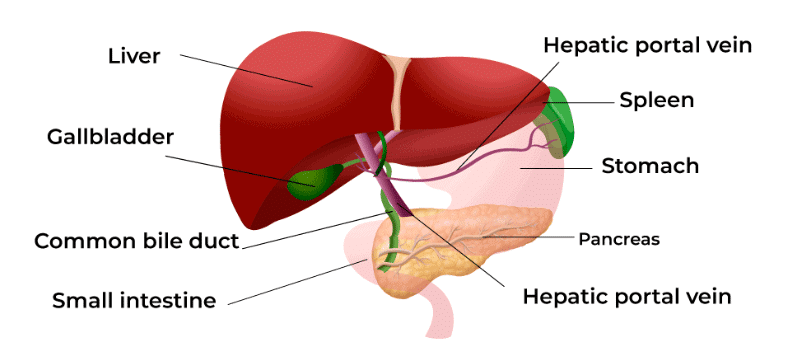 Class 4 Science - Digestive System - CBSE Worksheets Solutions - 1