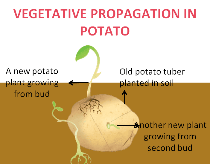 Class 10 Science Chapter 7 Question Answers - How Do Organisms Reproduce