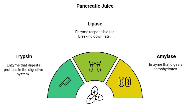 Life Processes- 1 Chapter Notes | Science Class 10