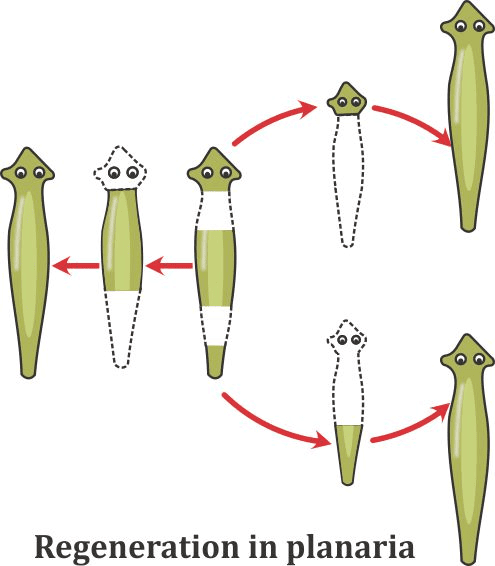 Olympiad Notes: How do Organisms Reproduce? | Science Class 10