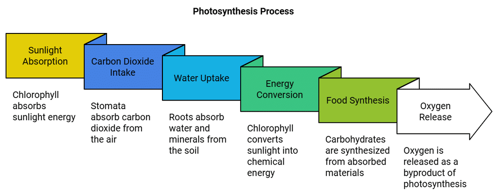 Nutrition in Plants Summary Class 7 NCERT Summary Chapter 1