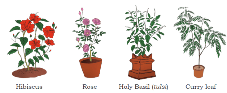 Getting to Know Plants Chapter Notes | EVS Class 3: The World around us (Our Wondrous World)