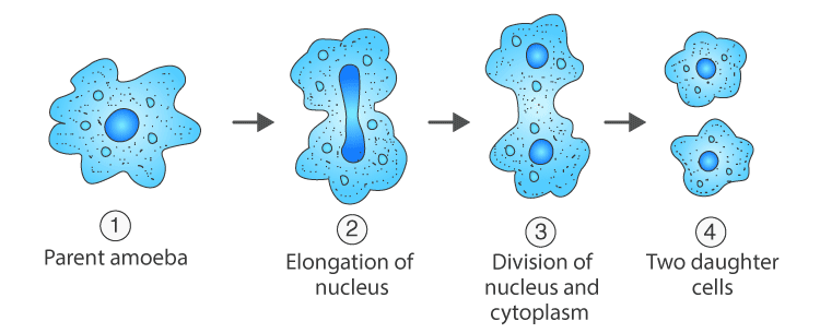 Unit Test (Solutions): How Do Organisms Reproduce? | Science Class 10