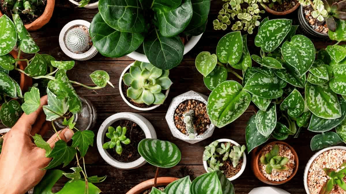 Notes: Plants | EVS & Pedagogy Paper 1 for CTET & TET Exams - CTET & State TET