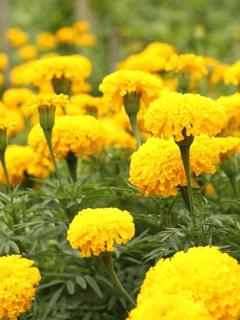 Marigold