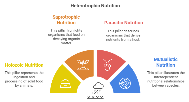 Life Processes: Nutrition & Metabolism | Science Class 10