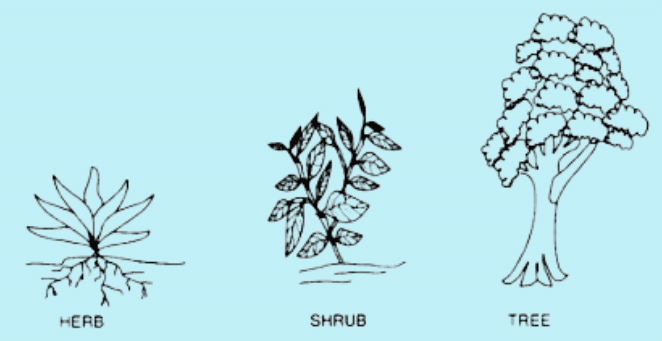 Notes: Plants | EVS & Pedagogy Paper 1 for CTET & TET Exams - CTET & State TET