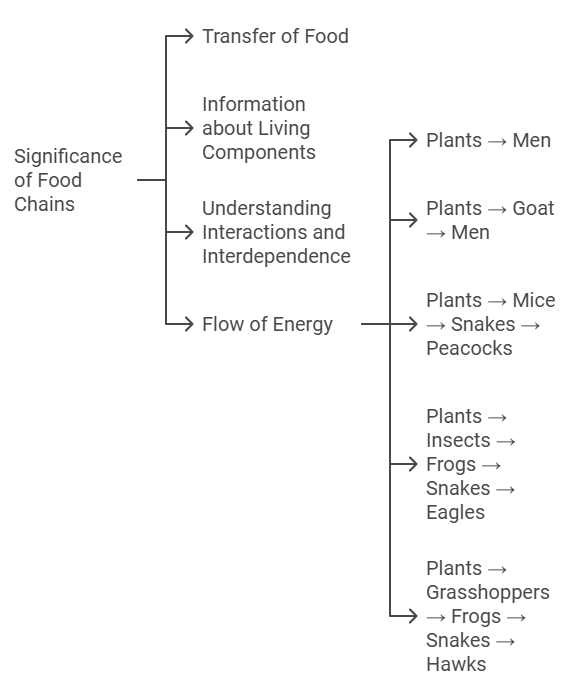 Ecosystem & Food Chain | Science Class 10