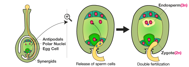Class 10 Science Chapter 7 Question Answers - How Do Organisms Reproduce