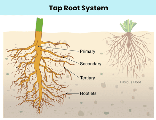Notes: Plants | EVS & Pedagogy Paper 1 for CTET & TET Exams - CTET & State TET