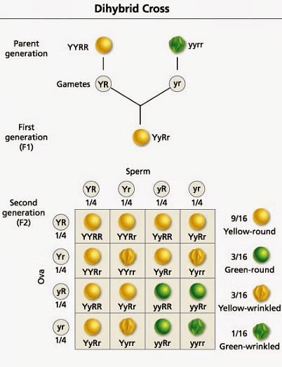 Overview: Heredity | Science Class 10