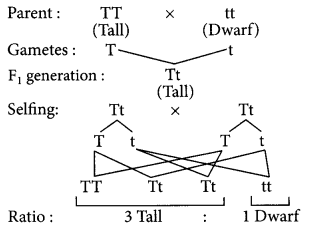 Unit Test (Solutions): Heredity | Science Class 10