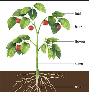 Worksheet: Getting to Know Plants | Worksheets with solutions for Class 3