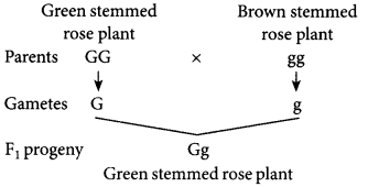 Unit Test (Solutions): Heredity | Science Class 10