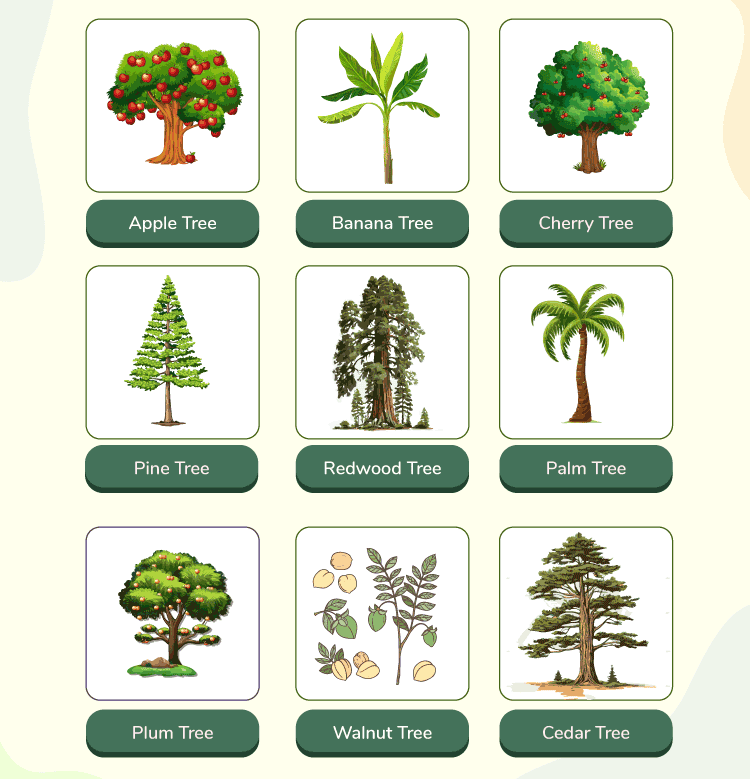 The Plant Fairy NCERT Solutions | EVS for Class 3