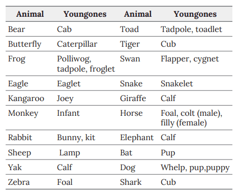 Notes: Animal Kingdom | EVS & Pedagogy Paper 1 for CTET & TET Exams - CTET & State TET