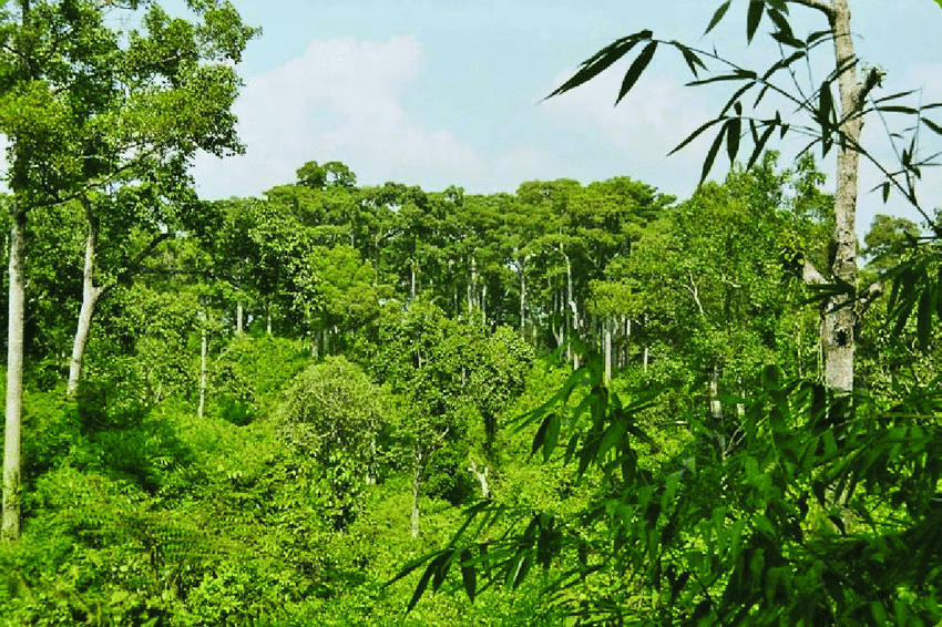 Forest and Wildlife Class 4 Notes SST