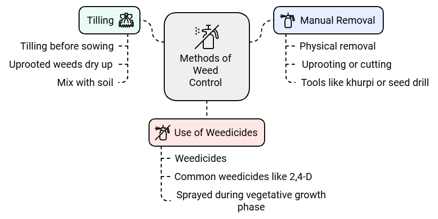 Crop Production and Management Class 8 Notes Science Chapter 1