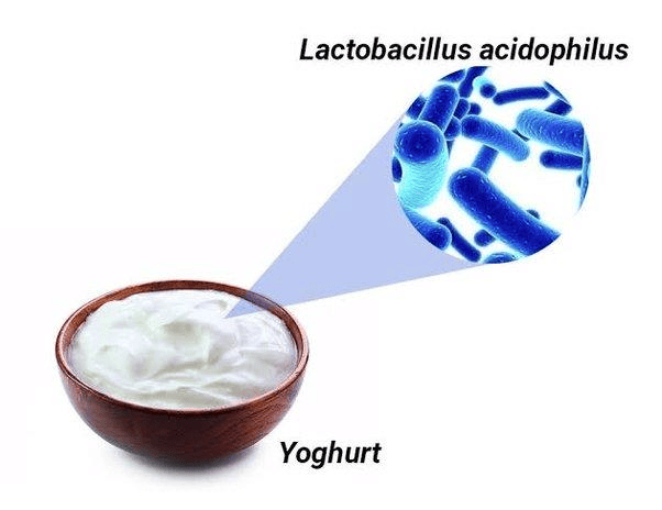 Microorganisms - Friend & Foe Summary Class 8 NCERT Summary