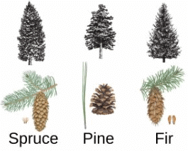 Class 4 Science - Adaptations in Plants - CBSE Worksheets Solutions - 1