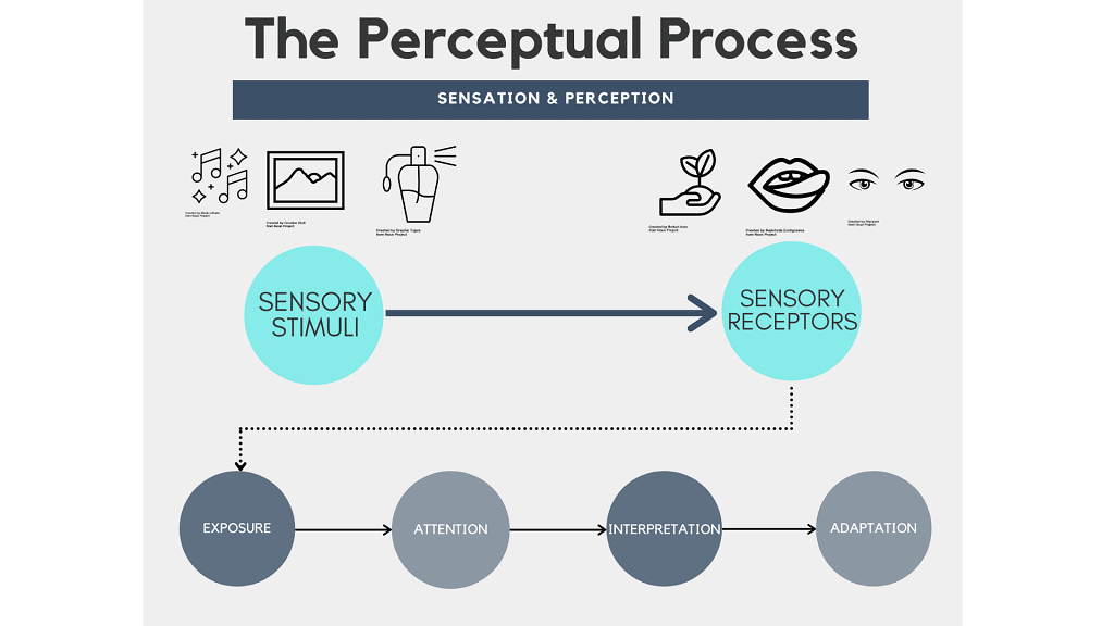 Sensory, Attentional & Perceptual Processes Class 11 Psychology