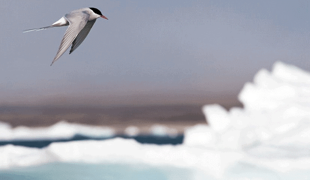 Arctic tern