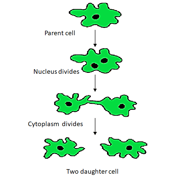 Class 10 Science Chapter 7 Question Answers - How Do Organisms Reproduce