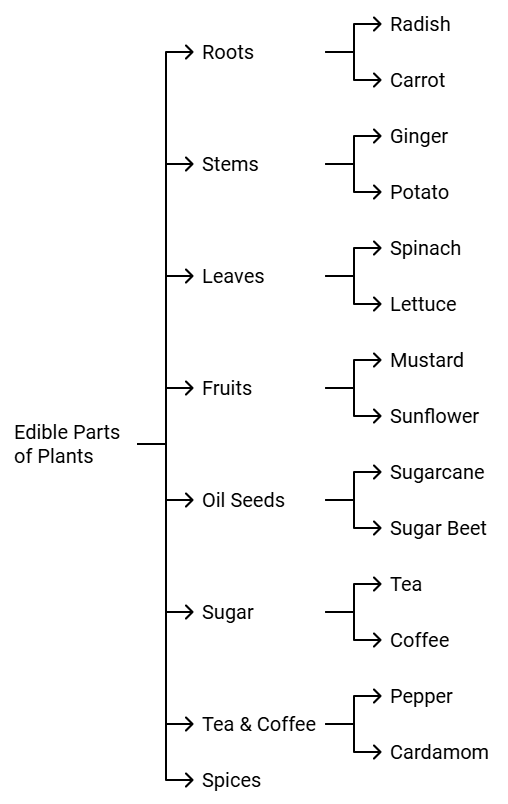 Food - Where does it Come from? Class 6 Notes Science
