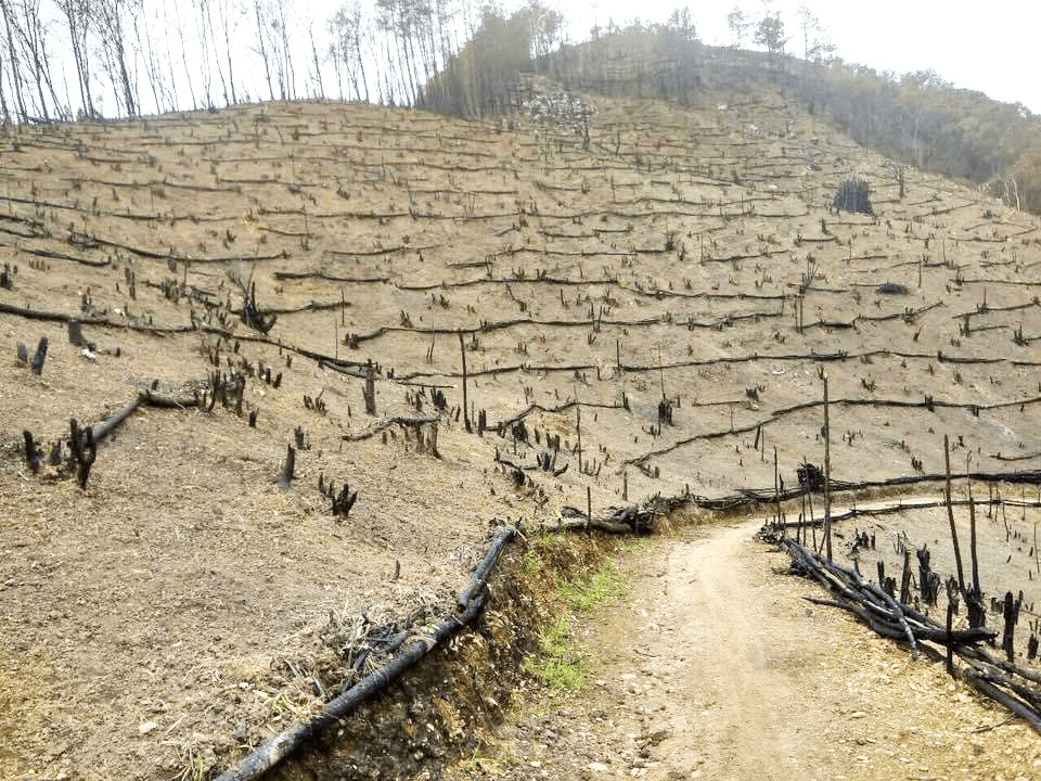 Jhum Cultivation