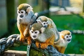 Monkeys