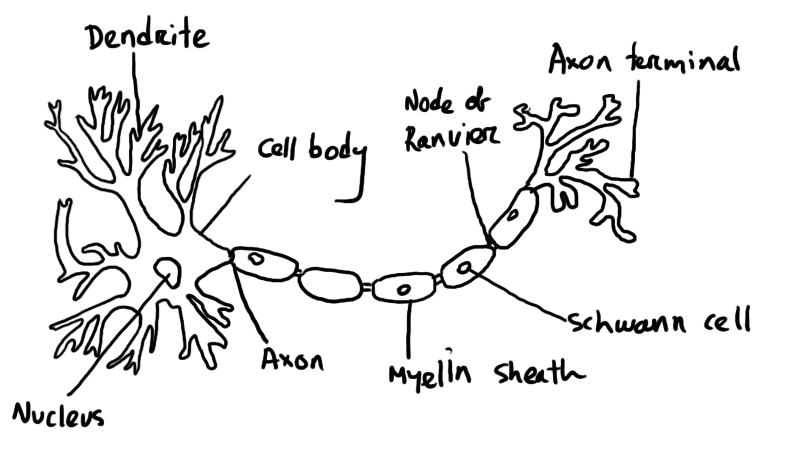 NCERT Exemplar: Control & Coordination | Science Class 10