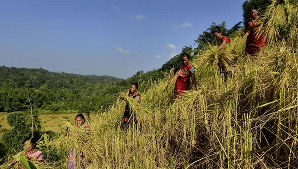 Jhum Cultivation