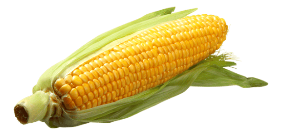 Worksheet Solutions: Foods We Eat - 1 | EVS for Class 3