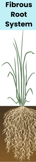 Notes: Plants | EVS & Pedagogy Paper 1 for CTET & TET Exams - CTET & State TET