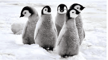 Penguins