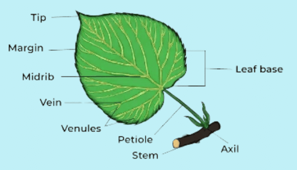 Notes: Plants | EVS & Pedagogy Paper 1 for CTET & TET Exams - CTET & State TET