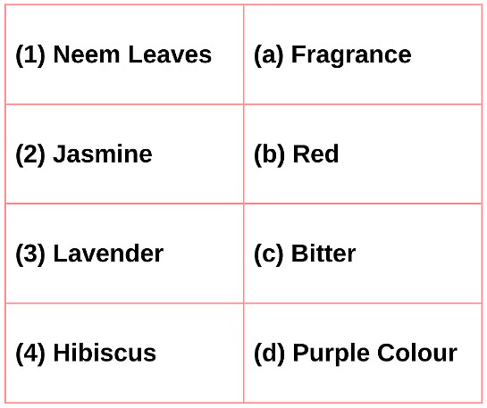 Worksheet: The Plant Fairy | EVS for Class 3